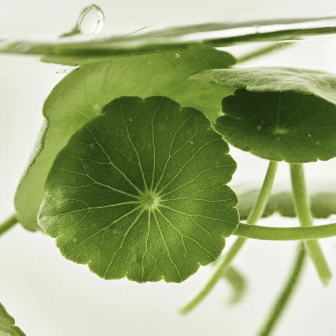 Beauty of Joseon Light On Serum : Centella + Vita C - Image 5