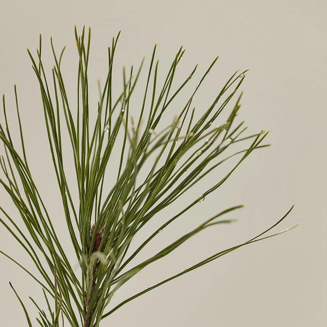 Beauty of Joseon Pine Grove : Body Wash - Image 4